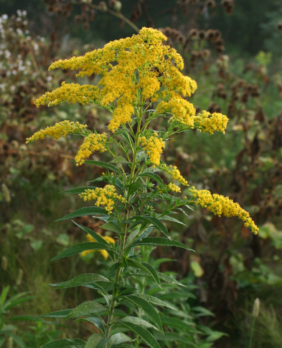 Solidago gigantea